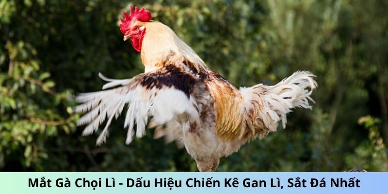 Mắt Gà chọi Lì - Dấu Hiệu Chiến Kê Gan Lì, Sắt Đá Nhất 3 Trang Chủ Jun88.com #1 Việt Nam mắt gà chọi lì